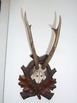 Beautiful Vintage Black Forest Nicely Carved Roe Deer Antlers Mount • $69