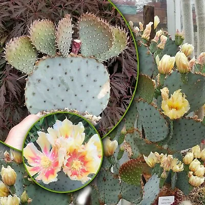 £8.99 • Buy 1 X Pad Unrooted Cuttings Opuntia Santa Rita Prickly Pear Cactus 2-3in