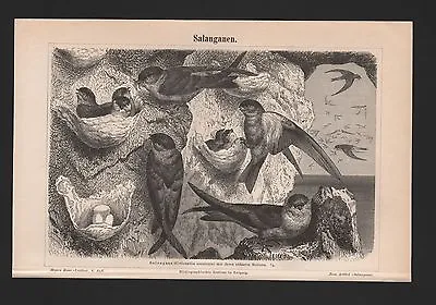 Lithograph 1889: Salanganas Colocallia Esculenta Salanganes Edible Nests • £15.48