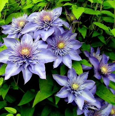 £8.99 • Buy Clematis Multi Blue 2L Potted Plant