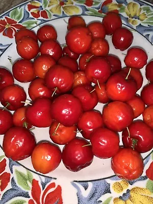 Malpighia Emarginata Acerola Cerecita Manzanita Semeruco 5 Seeds • $5.79