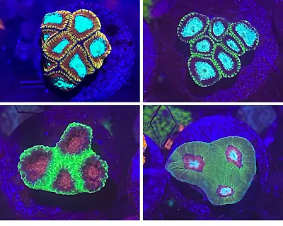 SHIPS FREE: 4 Pack Assorted Premium Favia / Favities Very Colorful Live Corals • $233