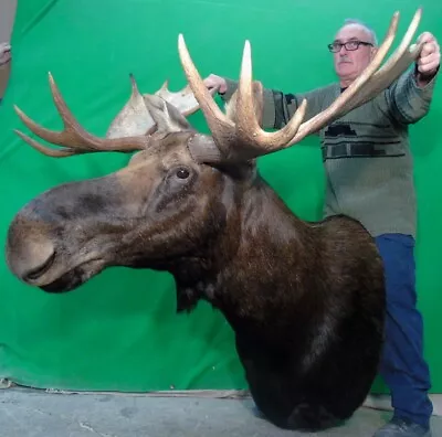 New Moose Mount Taxidermy Head Xlarge Canadian Bull!#s7 Deer Antler Chandelier • $3790