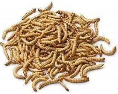 Live Mealworm Reptile Feeders - Living Worm Alive Lizard Natural Food Diet • $2.99