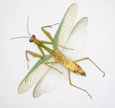 Mantidae - Mantis - Mantidae Sp (m) - Cameron Highlands Malaysia (MS100-H) • $12.98