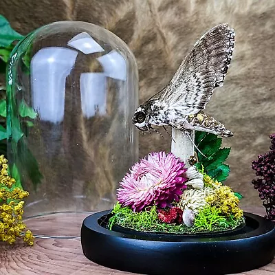 R42 Entomology Taxidermy Oddities Curiosities LG Rustic Sphinx Moth Glass Dome • $64.99