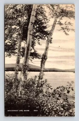 Moosehead Lake Maine White Birches At Water's Edge - Vintage Postcard • $8