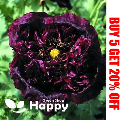 £1.39 • Buy POPPY BLACK PEONY - 1000 SEEDS - Papaver Paeoniflorum - Huge Double Flower