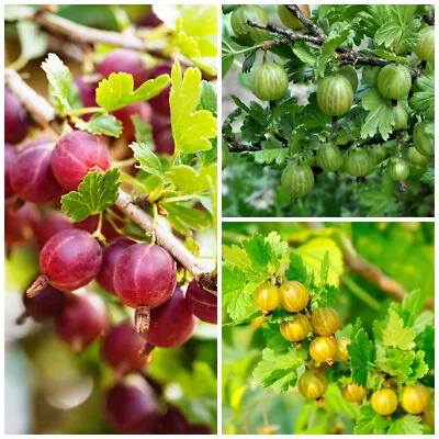 3 Mixed Gooseberry Plants - Red Green And Yellow Bushes Ready To Fruit! • £15.99