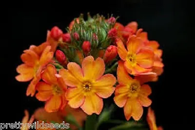 £2.45 • Buy PRIMULA BULLEYANA CANDELABRA PRIMROSE Orange Flowers Hardy Perennial 50 Seeds