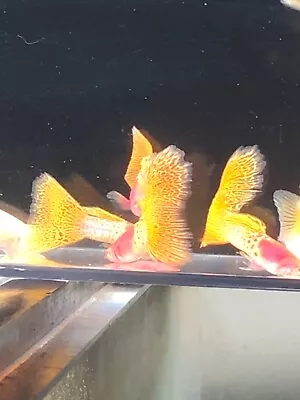 $60 • Buy Guppy Live Fish Pair 1 Pair Albino Yellow Metal Lace Grade AAA USA Seller 