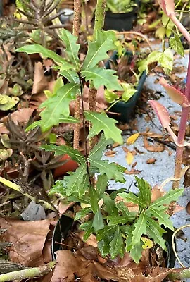 BRANCHING Florida Live Oak Sapling Seedling Shade Tree Plant • $15.99