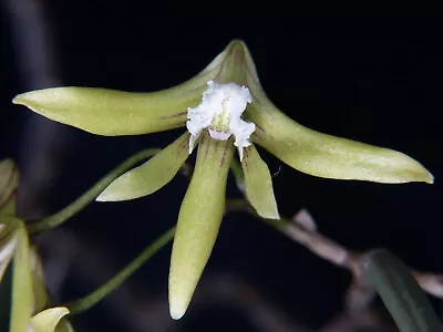 Dockrillia Limestone Aussie Hybrid Orchid Self-attached On Tree Fern Mount • $30