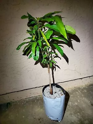 2-3 Feet Tall Manila Mango Fruit Tree - Most Reliable Mango Tree Variety • $119