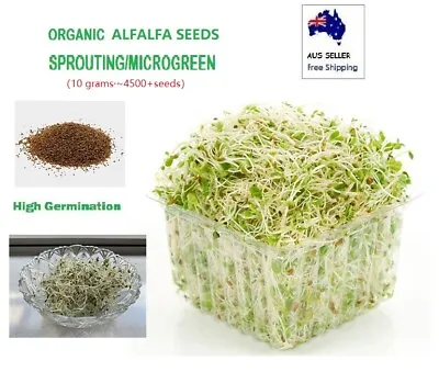 ORGANIC ALFALFA 4500+Seeds  Sprouting/MICROGREEN High Germination Superfood • $6.80