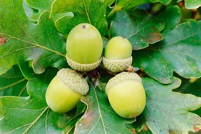 50 Acorn Seeds Of White Oak Trees T82 • $36.99