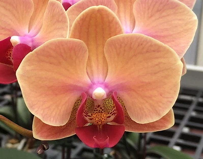 $34.50 • Buy RFO Phalaenopsis YH Sweety #2