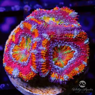 WA Rainbow Sherbert Acan - Live Coral Frag • $109.99