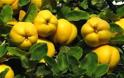 HONEY - QUINCE- 5 Fresh---  Cuttings- The Amazing Quince • £38.55