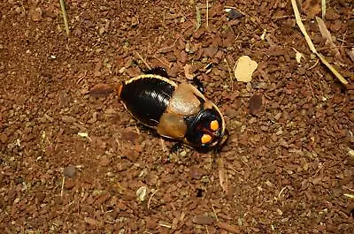 10 Glowspot Roaches - Lucihormetica Subcincta - Live Pet Feeder Insect • $60