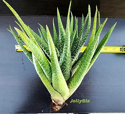 ZEBRA HAWORTHIA Succulent Bareroot Cactus Live Plant Indoor Spring EASTER SALE • £6.57