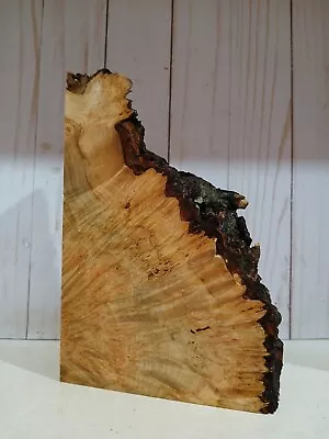 XL INSANELY Curly Maple Burl Wood STABILIZING Wood SlabEPOXY WOOD Turning Wood • $0.99