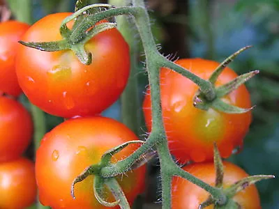 Organic Tomato Gardeners Delight 50 Finest Seeds • £2.89