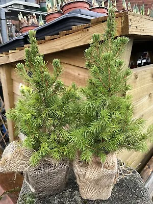 X2 Picea Glauca Conica Trees🌲 20-30cm In Pot • £14.99