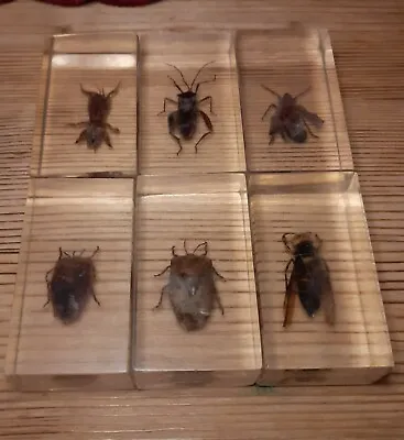 Vintage 80s Soviet Russian Collection Of Real Insects  In Resin 6 Pieces. • $21.24