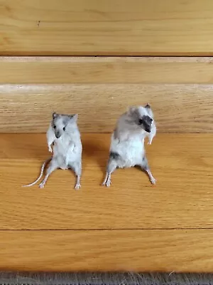 Taxidermy Mouse Pair Standing Anthropomorphic Mount Oddity Curiosity  Rodent  • $50