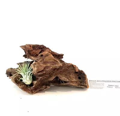 Malaysian Driftwood & Air Plant: A Perfect Fusion Of Nature's Beauty S (10~12 ) • $29.99