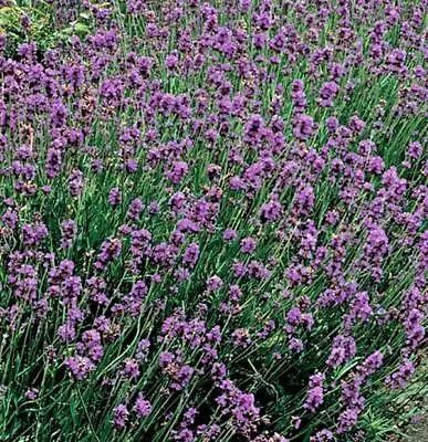 Munstead English Lavender Seeds | NON-GMO | Heirloom | Fresh Garden Seeds • $4.21