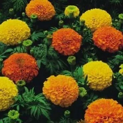 Marigold- Cracker Jack Mix- 100 Seeds- BOGO 50% Off SALE • $3.79