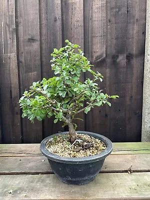 Japanese Quince Bonsai Tree • £160