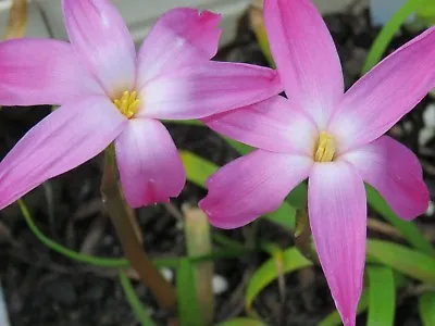 Rain Lily Zephyranthes Labufarosea Chablis Blush 2 Bulbs NEW Habranthus • $18