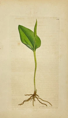 £68.67 • Buy Antique Flower Print - Botanical Art Print - Ophioglossum - James Sowerby