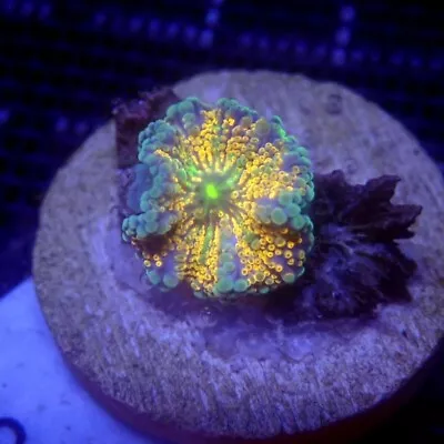 Ultra Orange Yuma Mushroom Coral Small WYSIWYG IC 3359 - Indigo Corals • $20