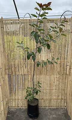 Malus Brandywine 9L Tree 150-180cm Plant Ornamental Crab Apple Tree • £47.99