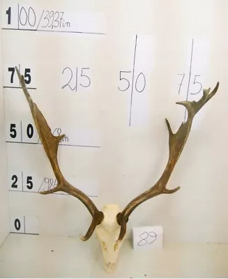 Large Fallow Deer Antlers With Skull. Taxidermy Trophy Hunting House Decor • £199