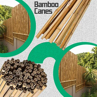 2FT 3FT 4FT 5FT 6FT Bamboo Canes Strong Stake Thick Garden Plant Support Stick • £96.32