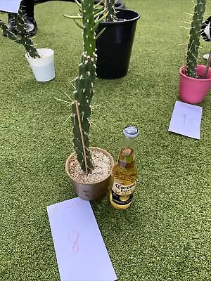 £24 • Buy Large Cactus Tall Opuntia 15 Inch Tall Number 8