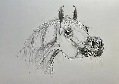 Original Drawing Art Pencil Sketch Arabian Horse Portrait 8”x10  A4 • £28.11