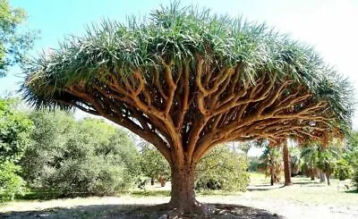 $9.19 • Buy Dragon Blood Tree Seeds To Grow - 6 Seeds - Dracaena Draco Seeds 