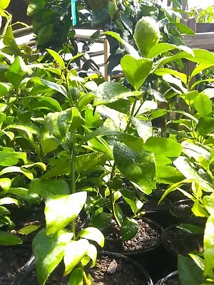 Meyer Lemon Tree In 1 Gallon Pot • $60