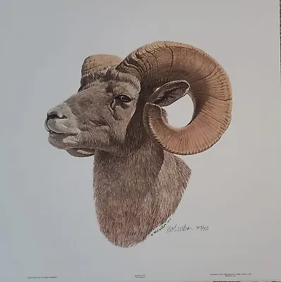 $150 • Buy Bighorn Sheep By Nick Wilson