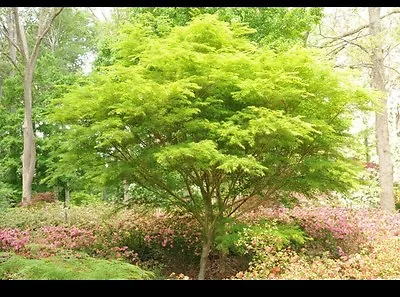 Acer Palmatum Dissectum Seiryu 3ltr • £34.99