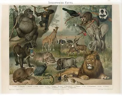 1895 LION GIRAFFE ELEPHANT CHAMELEON HIPPOPOTAMUS GORILLA JAKO PARROT FROG Print • $1.99