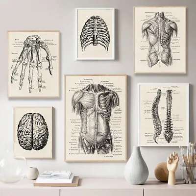 Human Anatomy Artwork Medical Wall Picture Muscle Skeleton Vintage Poster Print • $4.49