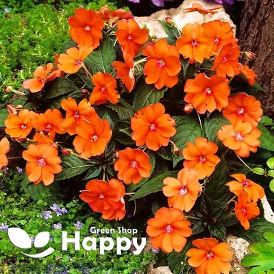 BUSY LIZZIE ORANGE - BABY SERIES 200 Seeds - Impatiens Walleriana TOP FLOWERING • £2.40