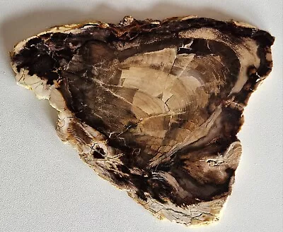 Petrified Wood Lapidary Slab McDermitt 213 Grams Domestic Shipping Included  • $28